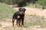 JAGDTERRIER ALLEMAND 042
